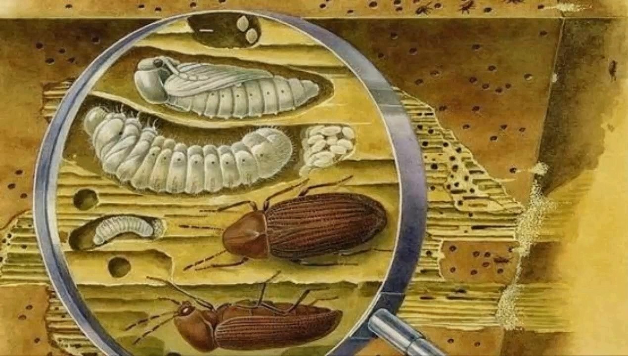 вредители древесины вредители древесины