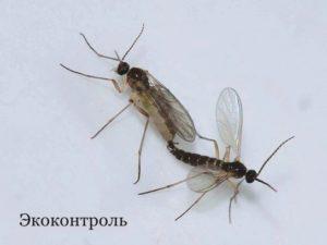 Сциариды