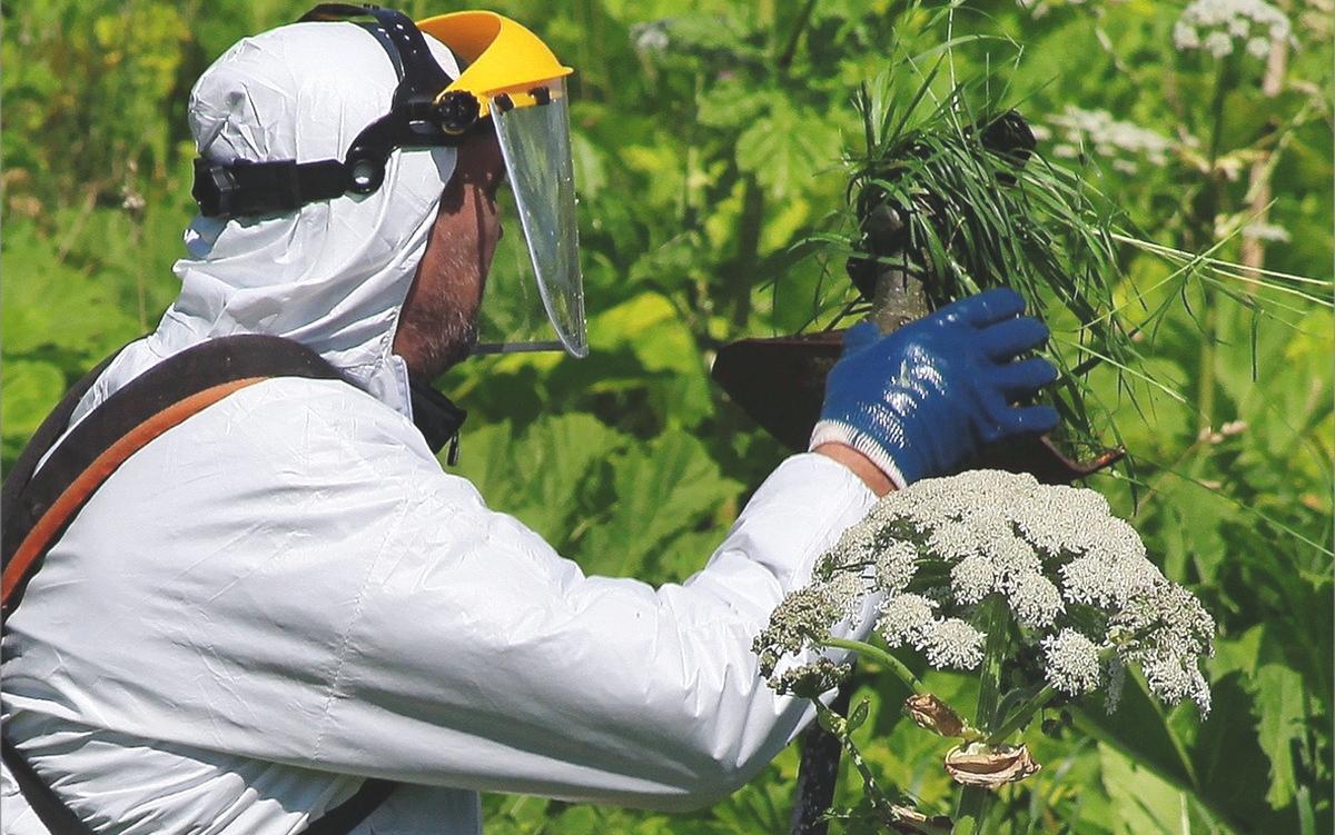 Как бороться с сорняками на участке? Как бороться с сорняками на участке?