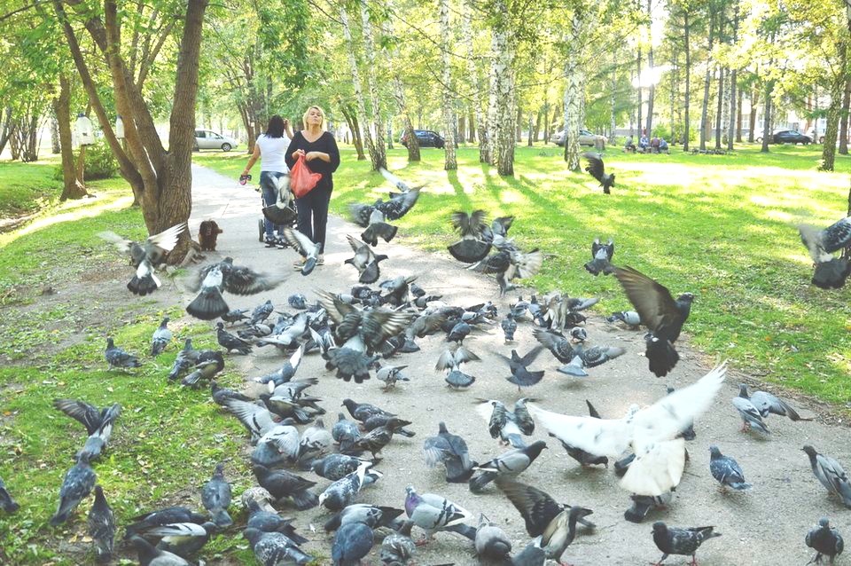 заболевания от птиц