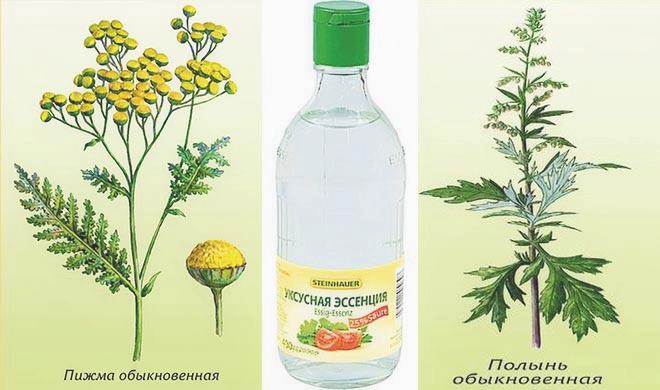 полынь от клопов