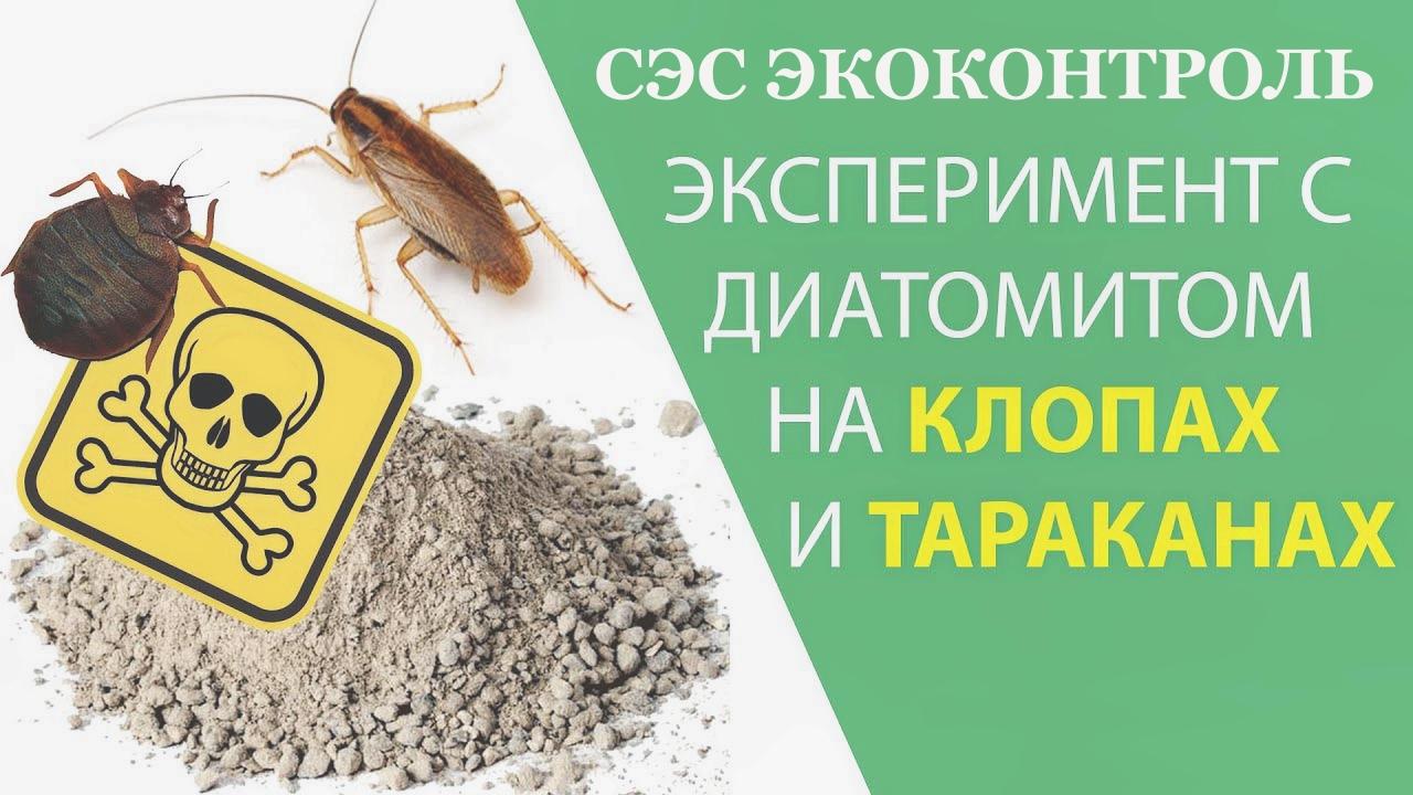 от клопов избавиться