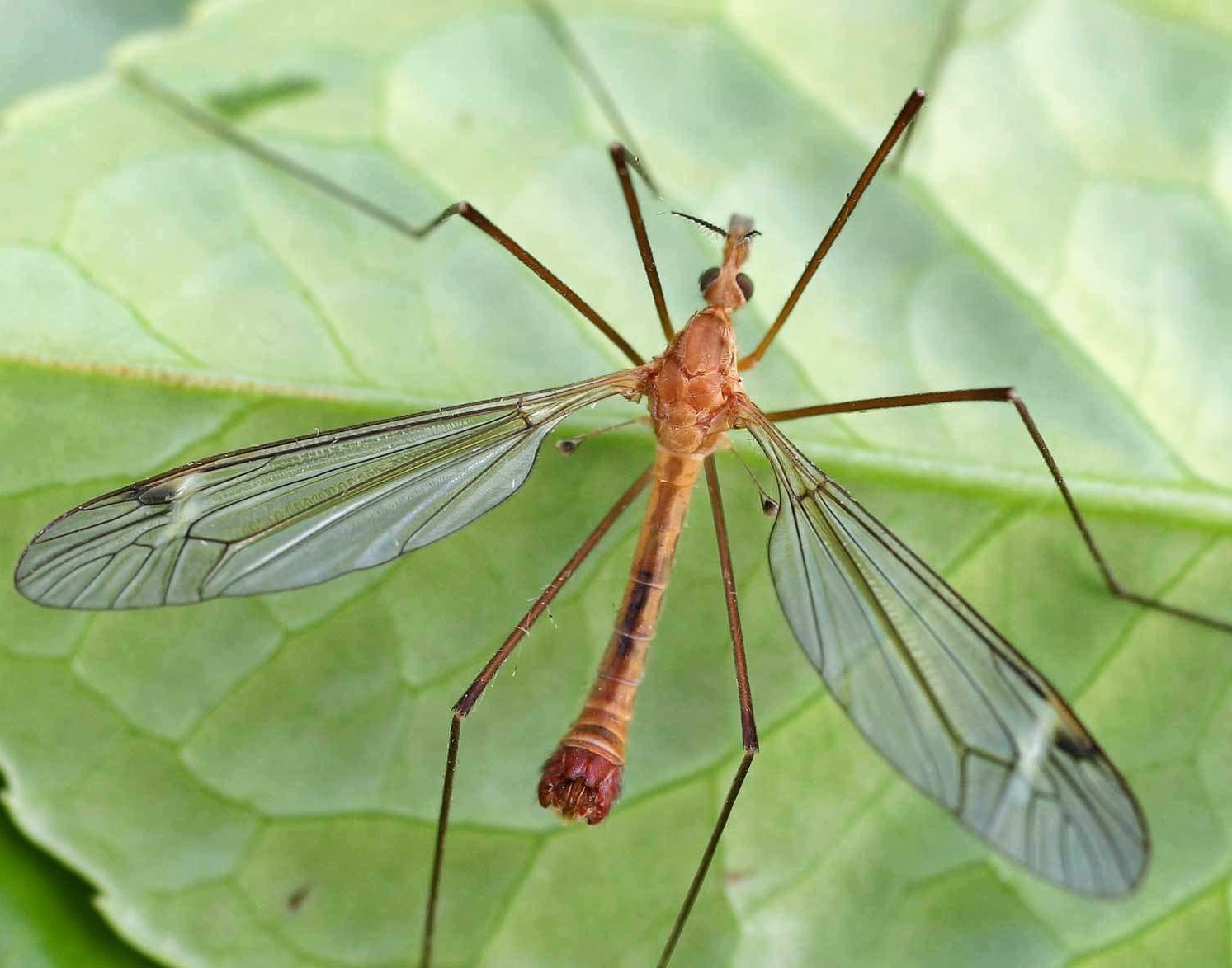 комары-долгоножки