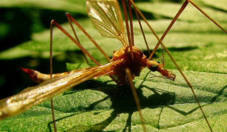 малярийный комар малярийный комар