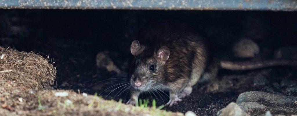 дератизация дератизация