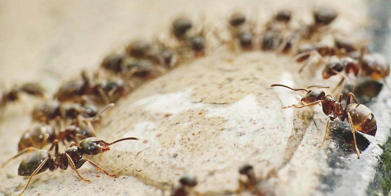 откуда муравьи в доме
