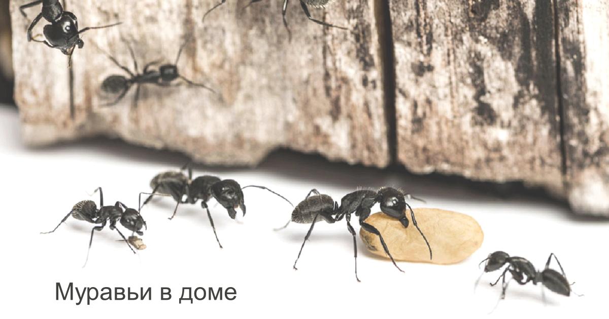 муравьи борьба