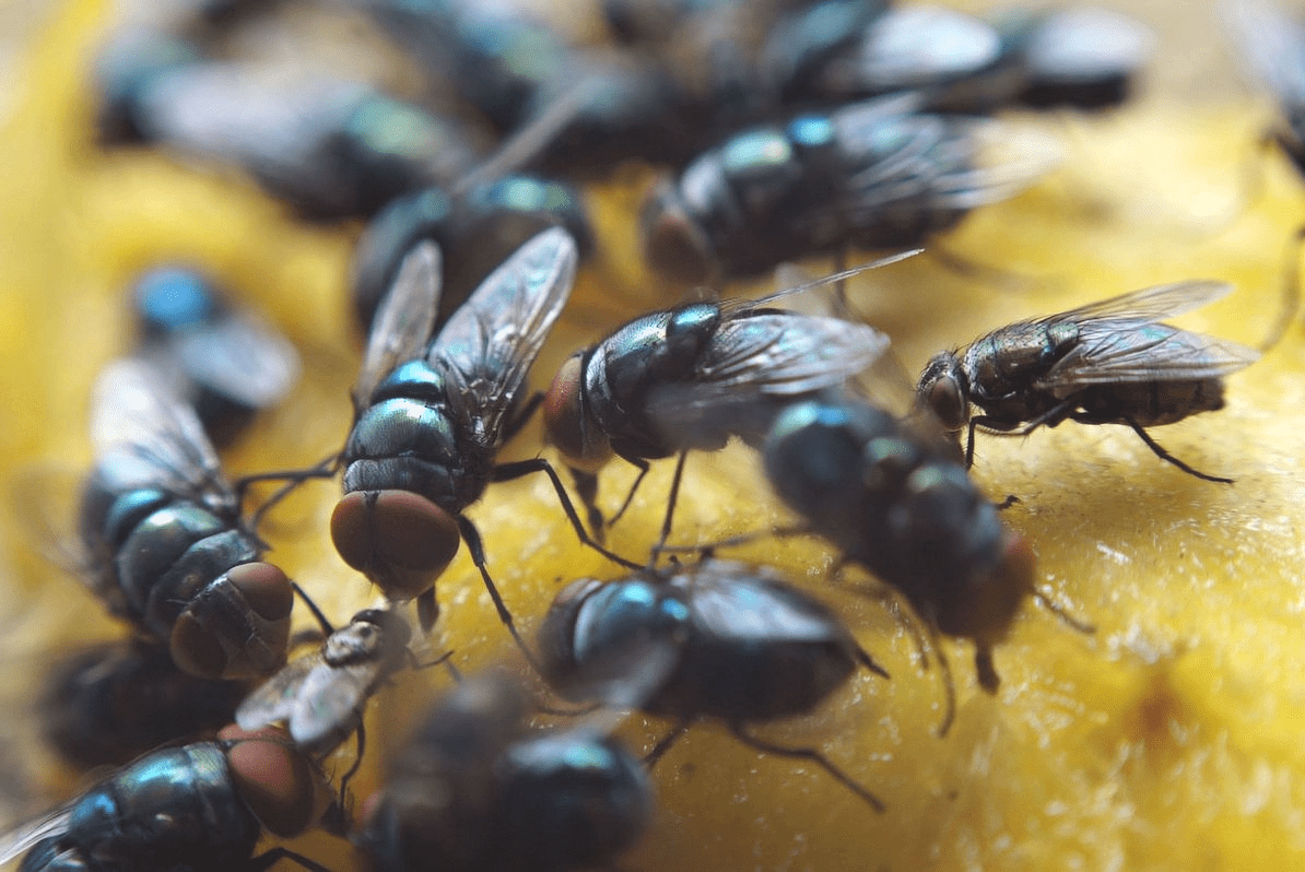 борьба с мухами